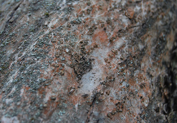 Texture apple tree bark