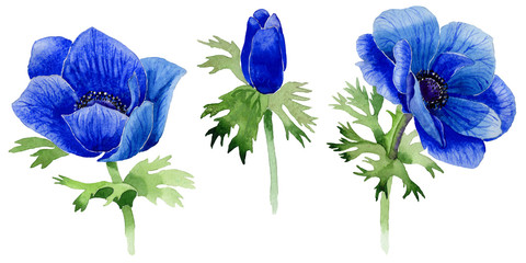 Wildflower Anemone flower in a watercolor style isolated.