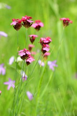 Pink meadow flowers 