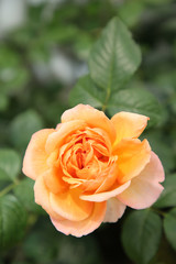 Rose orange