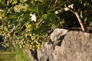 Closeup of a blooming blackcurrant busch (Ribes nigrum).