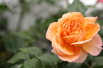 Rose orange