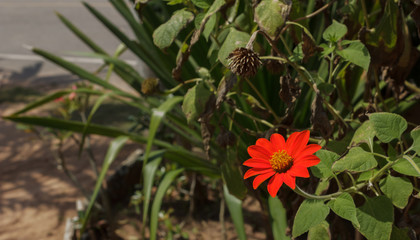 Fototapeta premium Red zinnia in garden