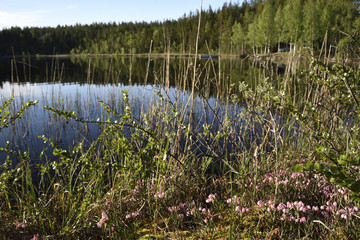 Flowers in foreground and and a clam lake and forest in background