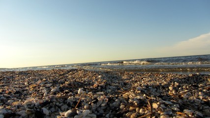 muscheln am strand © bajo57