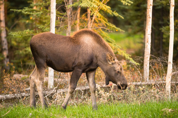 Newborn Moose Calf Feeding On Grass Alaska Wilderness