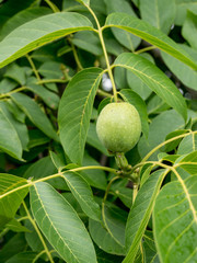 Green walnut growing on a tree close up