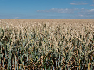 Summer wheat field with blue sky