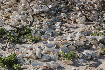 Many abalone shells on a beach