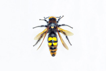 Hornet on white background