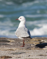 Seagull