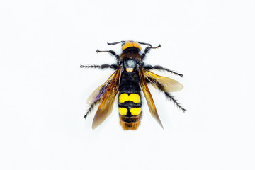 Hornet on white background