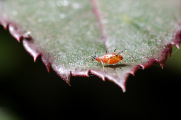 Aphids on a plant