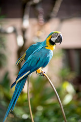 Colourful parrots bird sitting on the perch.
