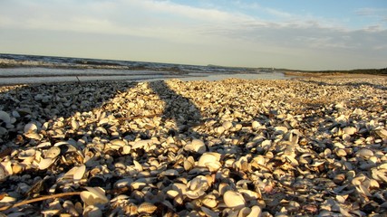 Muscheln am meer