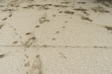 Fototapeta na wymiar Footsteps in the sand at The Black Sea shore in Gura Portitei, Romania
