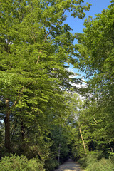 spaziergang