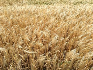 Kornfeld vor der Ernte