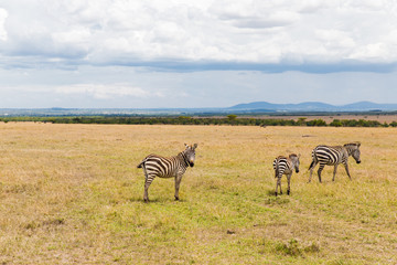 herd of zebras grazing in savannah at africa