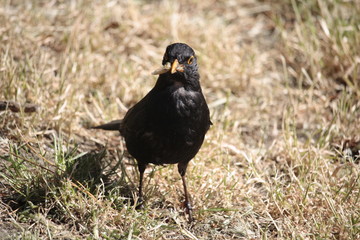 Turdus merula