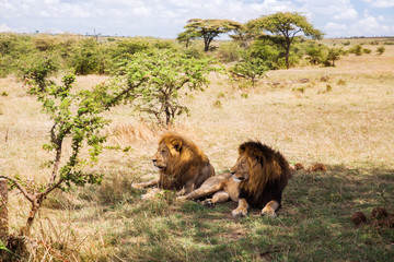 male lions resting in savannah at africa
