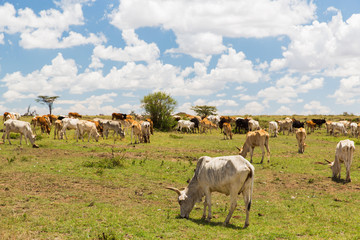 cows grazing in savannah at africa