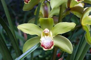 Naklejka na ściany i meble Yellow Cymbidium orchid in pot. Flower and stem