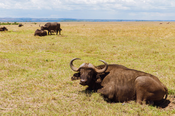 buffalo bulls grazing in savannah at africa