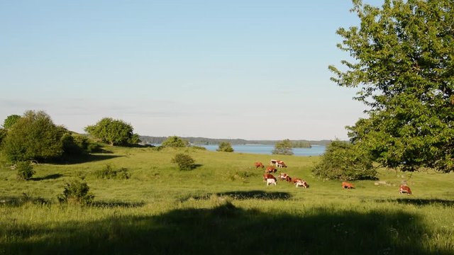 Cows grazing on a field in Sweden on a midsummer evening