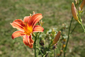 Lilie © Strassner Fotografie