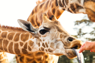 hand feeding giraffe in africa