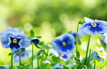 fleur de pensée qui pousse dans le jardin