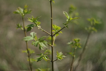 spring tree