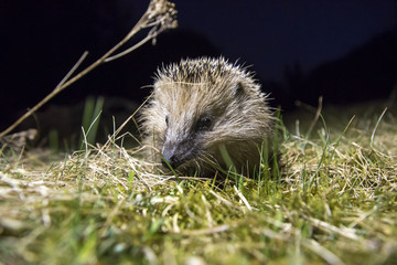 Naklejka premium Igel