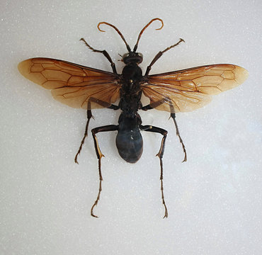 Pepsis, Per&ugrave; 2017