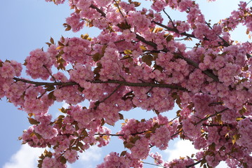 blossom
