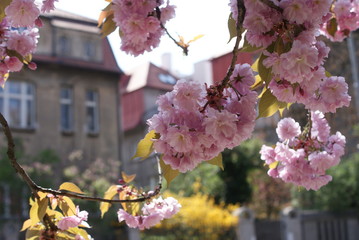 blossom tree