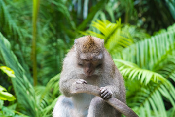 Macaque monkey at Monkey Forest, Bali, Indonesia