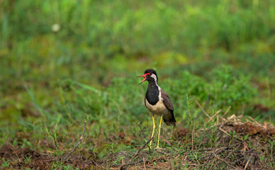 Bird Call Lapwing