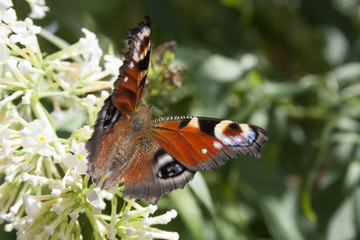 Tagpfauenauge © Martina Nowak