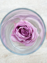Rosa