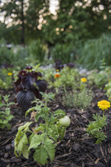 Urban garden with vegetables and flowers