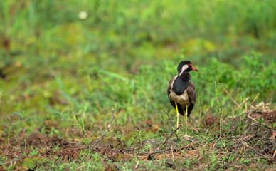 Red wattled lapwing Bird