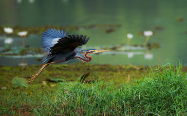 Purple heron flying around