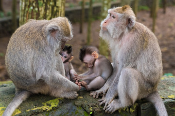 Macaque monkeys with cubs at Monkey Forest, Bali, Indonesia