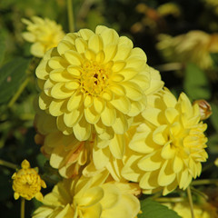 Dahlia décoratif jaune