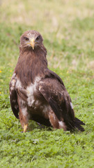 Eagle