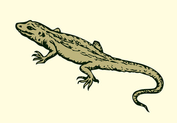 Lizard. Vector drawing