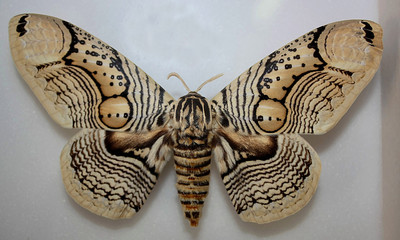 Naklejka na ściany i meble Moth Butterfly (Brahmaea Certhia), Russia 2017