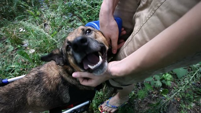 Animal shelter. A nice mongrel dog going for a walk in a wheelchair for animals. HD